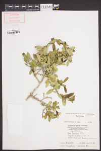 Ilex vomitoria image