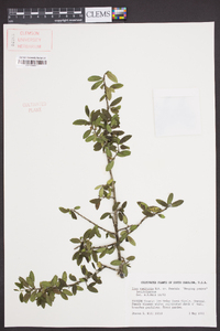 Ilex vomitoria image