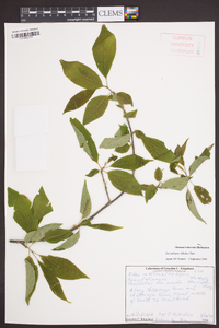 Ilex ambigua image