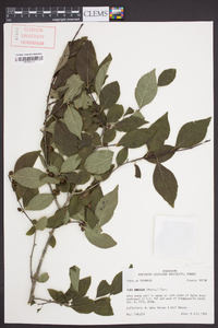 Ilex ambigua image