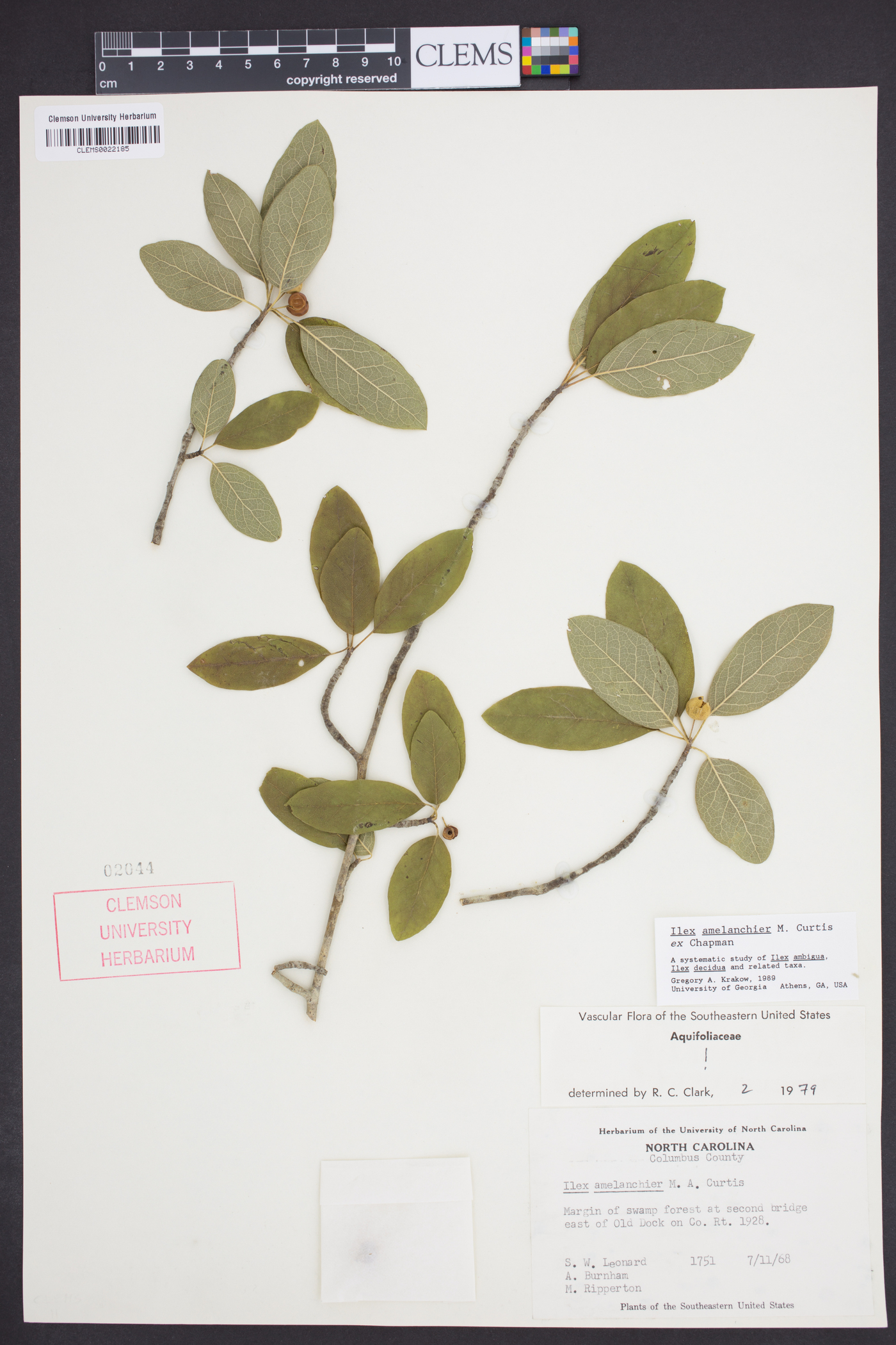 Ilex amelanchier image