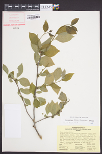 Ilex ambigua image