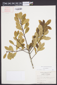 Ilex coriacea image