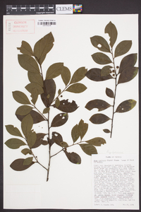 Ilex coriacea image