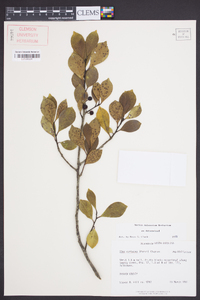 Ilex coriacea image