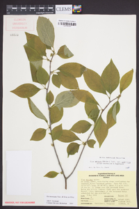 Ilex montana image