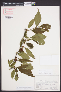 Ilex montana image