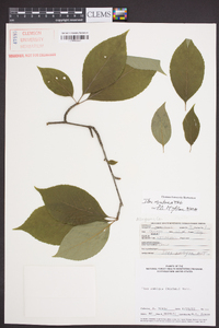 Ilex montana image