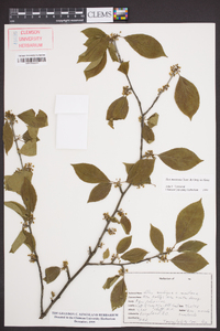 Ilex montana image