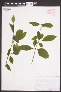 Ilex montana image