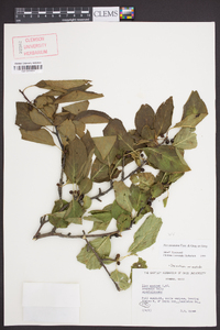 Ilex montana image