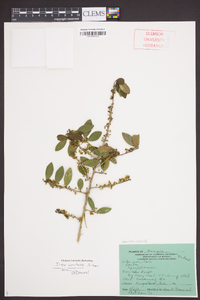 Ilex vomitoria image