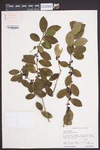 Ilex vomitoria image