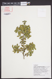 Ilex vomitoria image