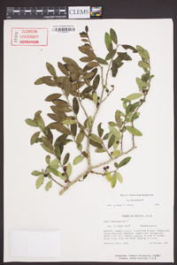 Ilex vomitoria image