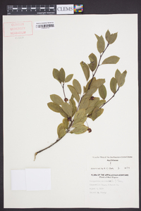 Ilex mucronata image