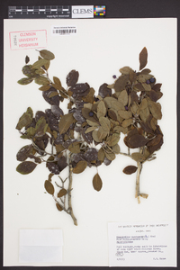 Ilex mucronata image