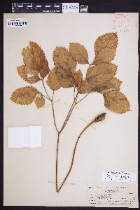 Aralia nudicaulis image