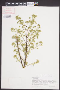 Aralia spinosa image