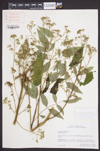 Aralia spinosa image