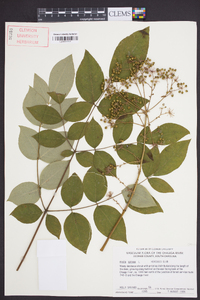 Aralia spinosa image