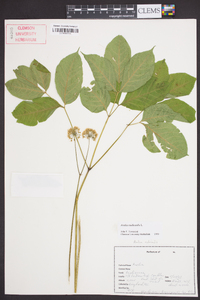 Aralia nudicaulis image