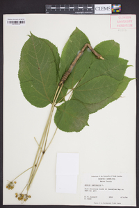 Aralia nudicaulis image