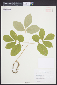 Aralia nudicaulis image