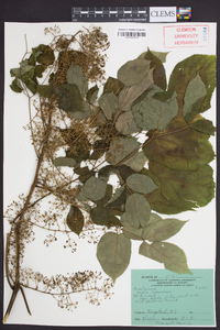 Aralia racemosa image