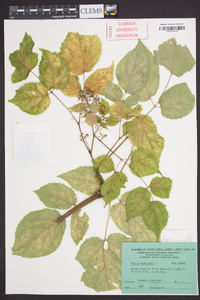 Aralia racemosa image