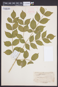 Aralia spinosa image