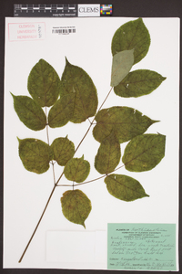 Aralia racemosa image