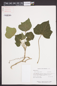 Hedera helix image