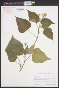 Hedera helix image