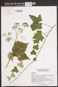 Hedera helix image