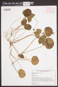 Hydrocotyle prolifera image