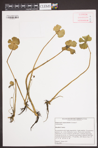 Hydrocotyle ranunculoides image