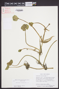 Hydrocotyle ranunculoides image