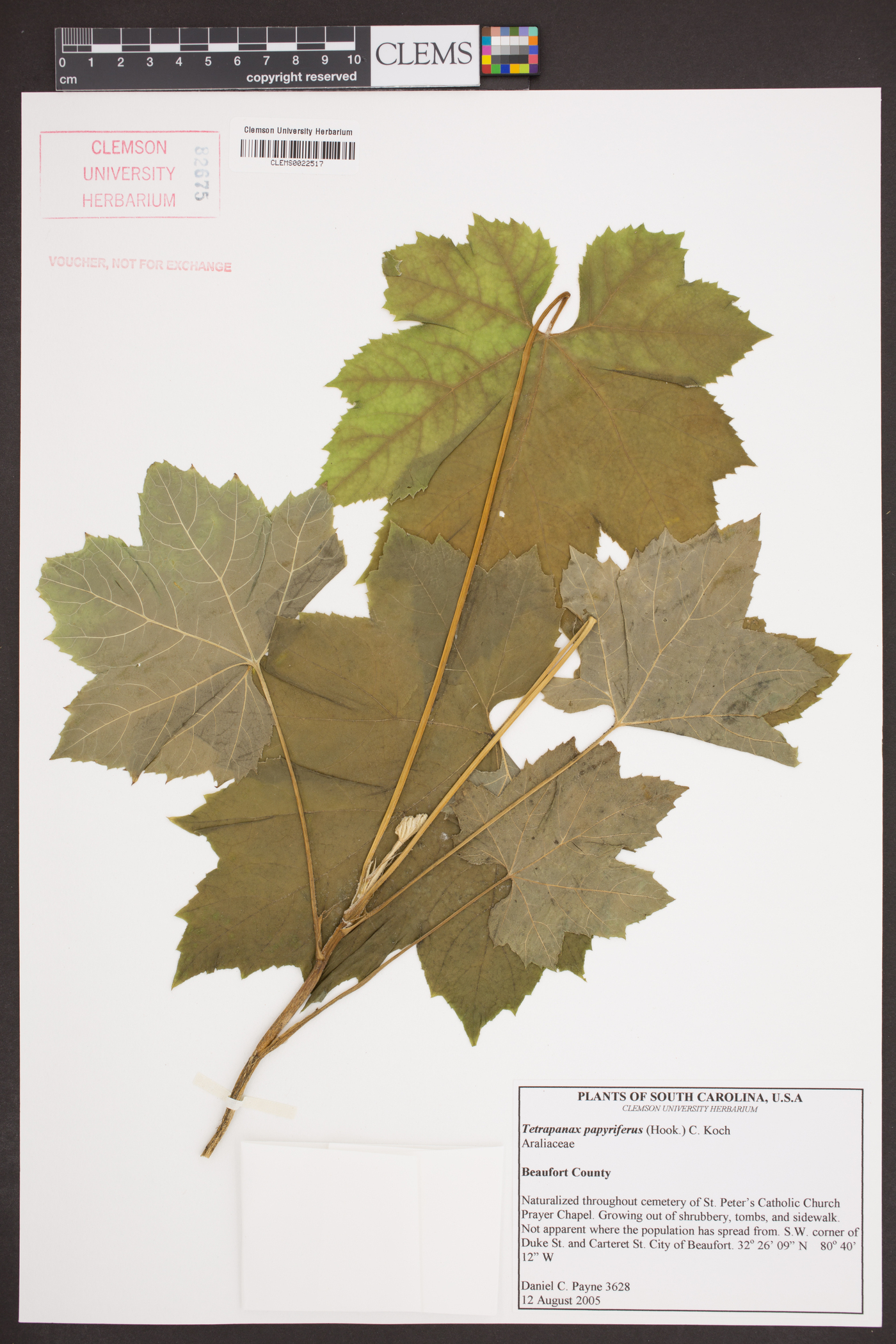 Tetrapanax papyriferus image