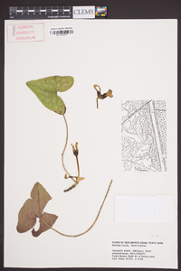 Hexastylis arifolia image