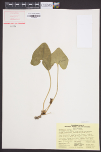 Hexastylis arifolia image