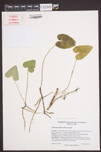 Hexastylis arifolia image