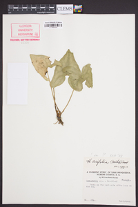 Hexastylis arifolia image