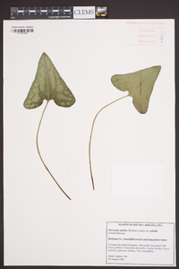 Hexastylis arifolia image