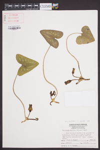 Hexastylis arifolia var. arifolia image