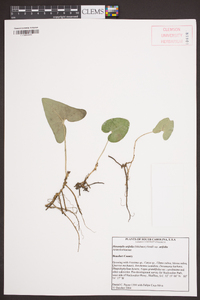 Hexastylis arifolia var. arifolia image