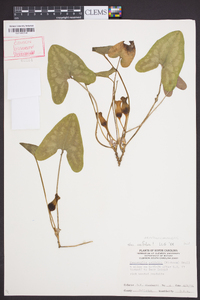 Hexastylis arifolia image