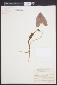 Hexastylis arifolia image