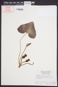 Hexastylis arifolia image