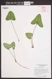 Hexastylis arifolia image